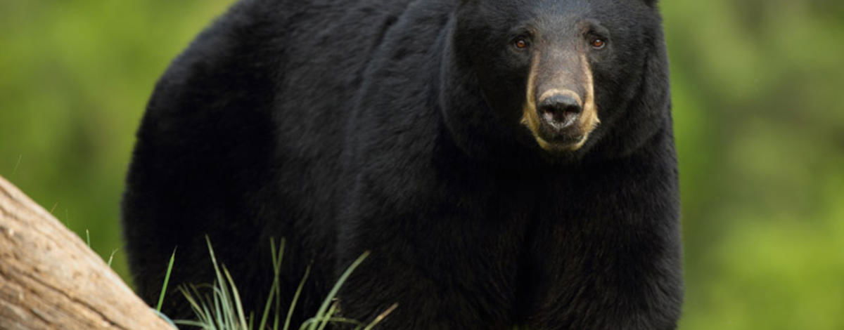 Biologists to monitor black and grizzly bears in Grand Teton area