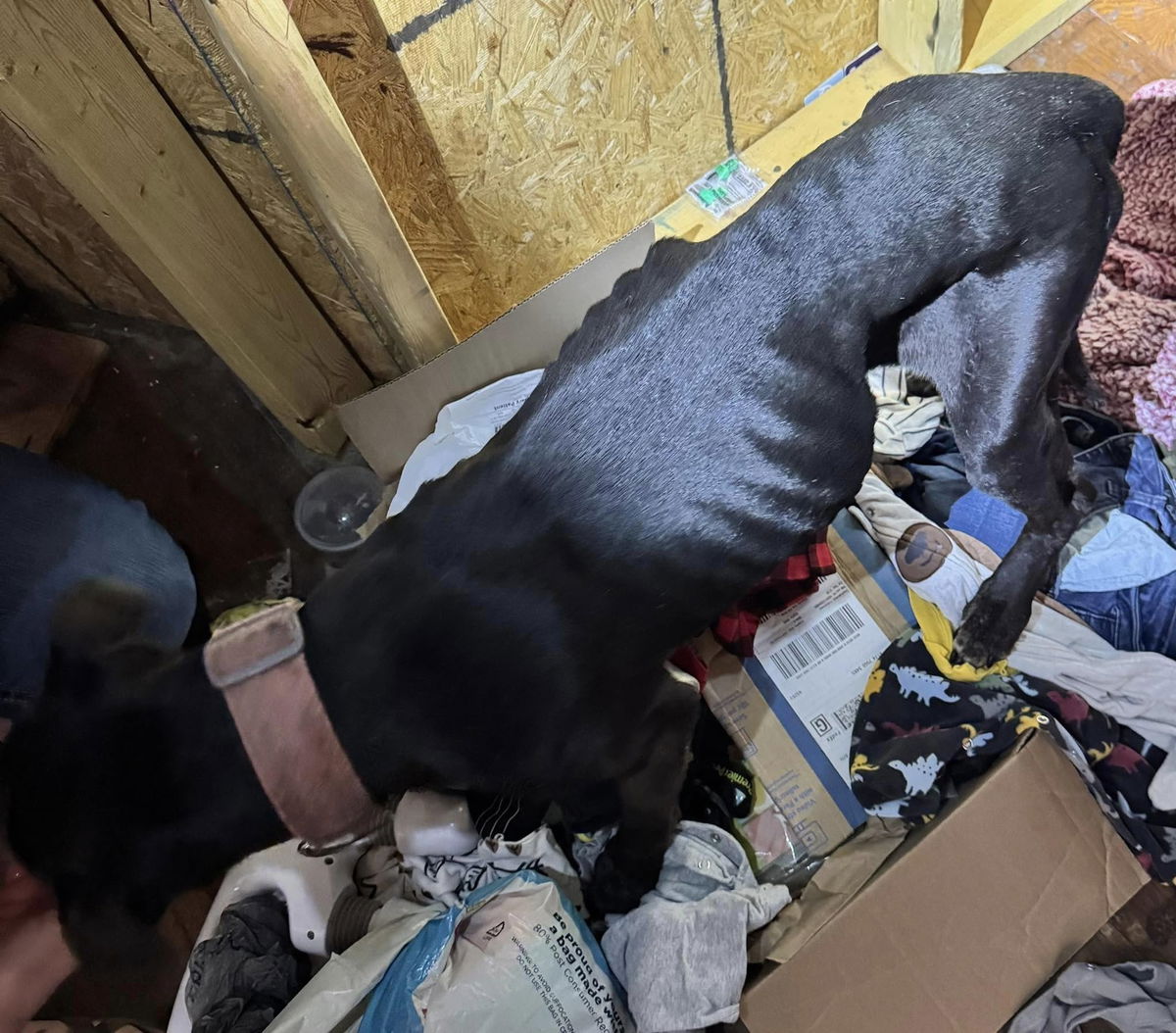 2 charged with animal abuse after malnourished dogs found at Keytesville home