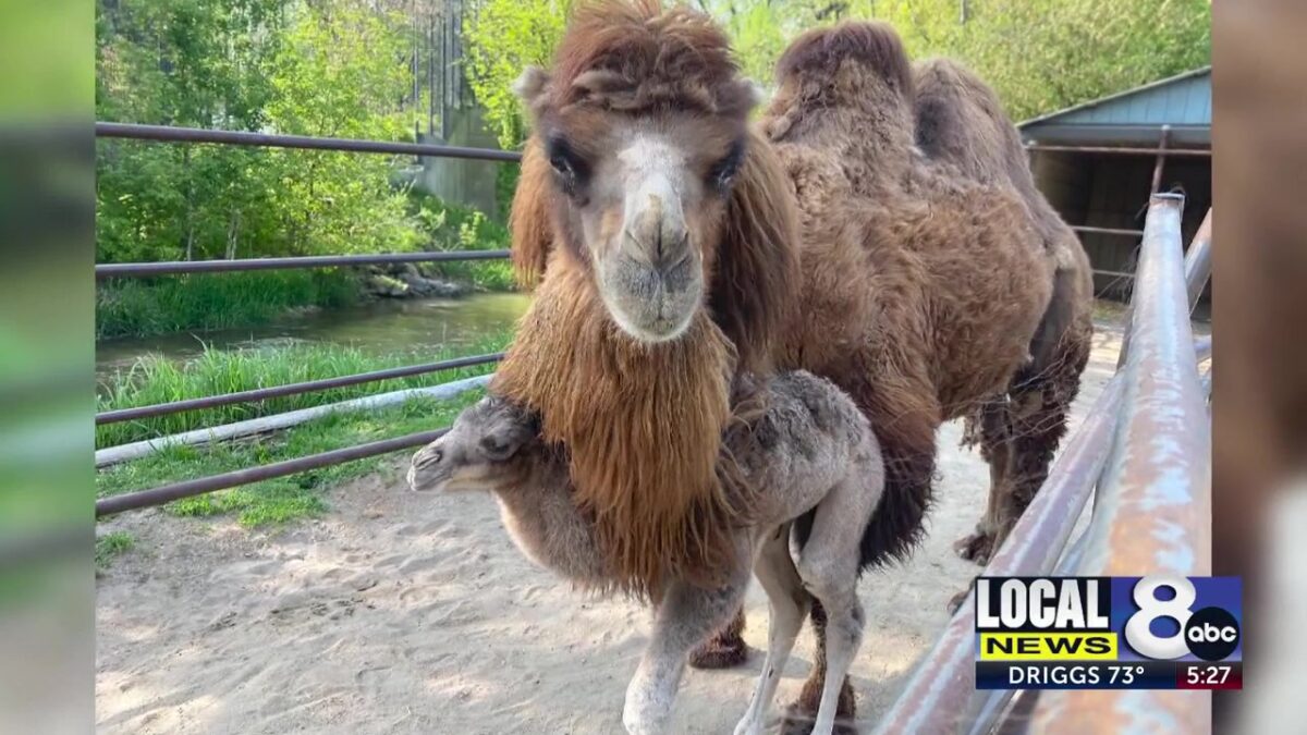 “A new face has arrived at the zoo:” Welcome Gankhuyag