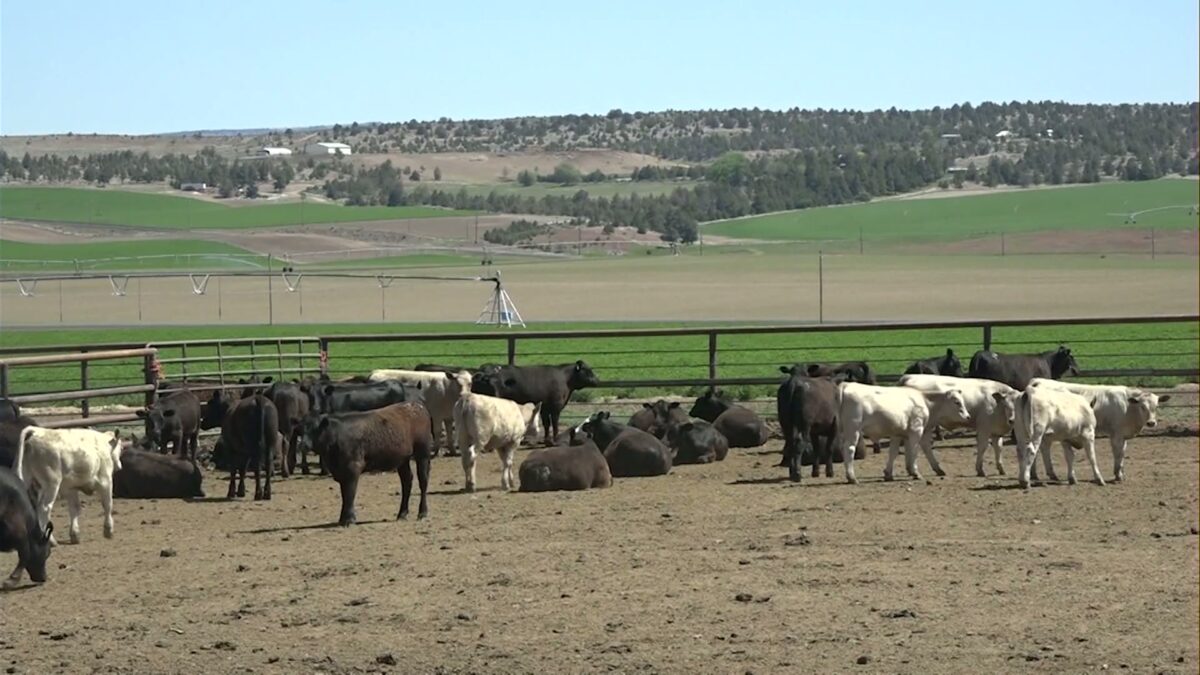 More Central Oregon beef returning to your table soon with planned Madras-area meat processing facility
