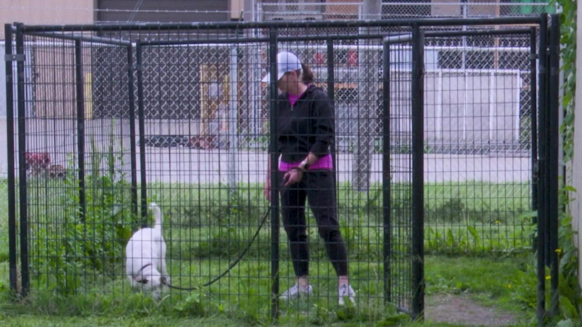 Digs for Dogs program assisting local pet owners