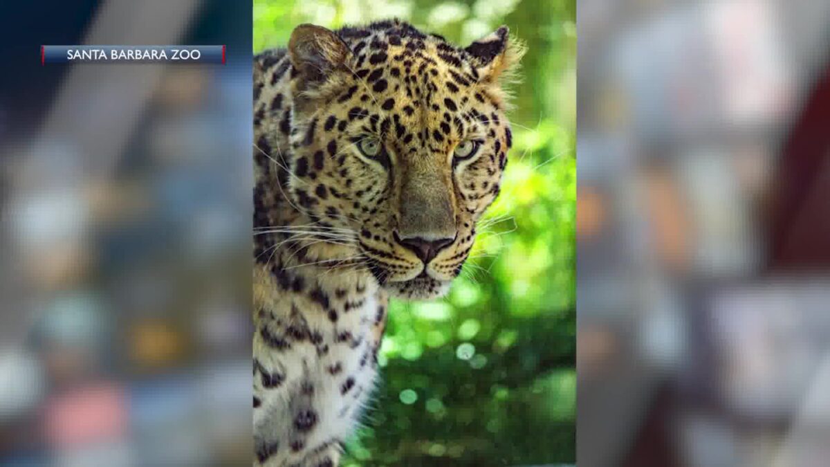 New Amur Leopard arrives at Santa Barbara Zoo