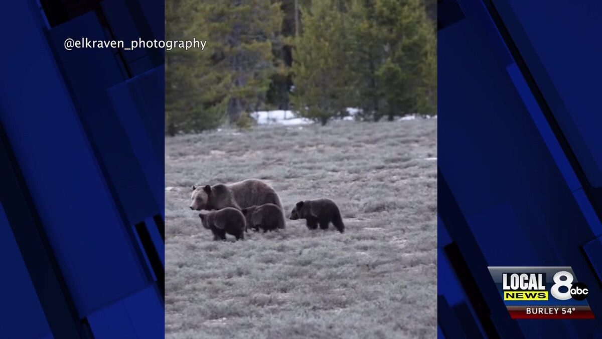 Surviving cub reunited with mother after park staff discover the carcasses of two yearling grizzlies