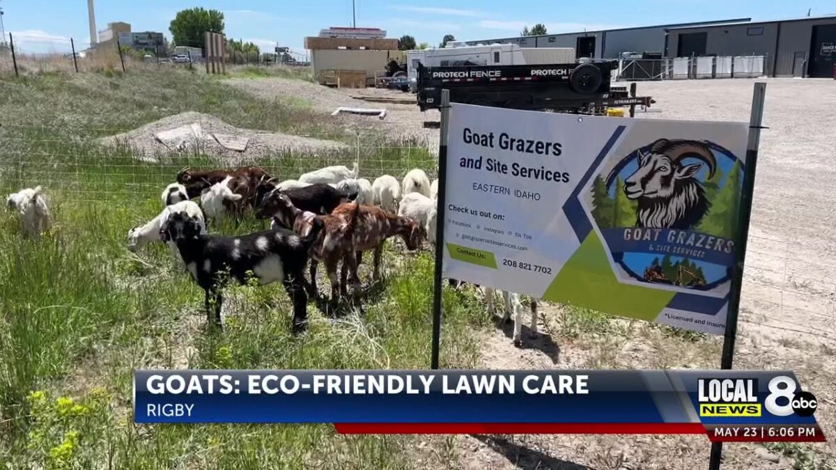 Goats: Eco-friendly lawn care