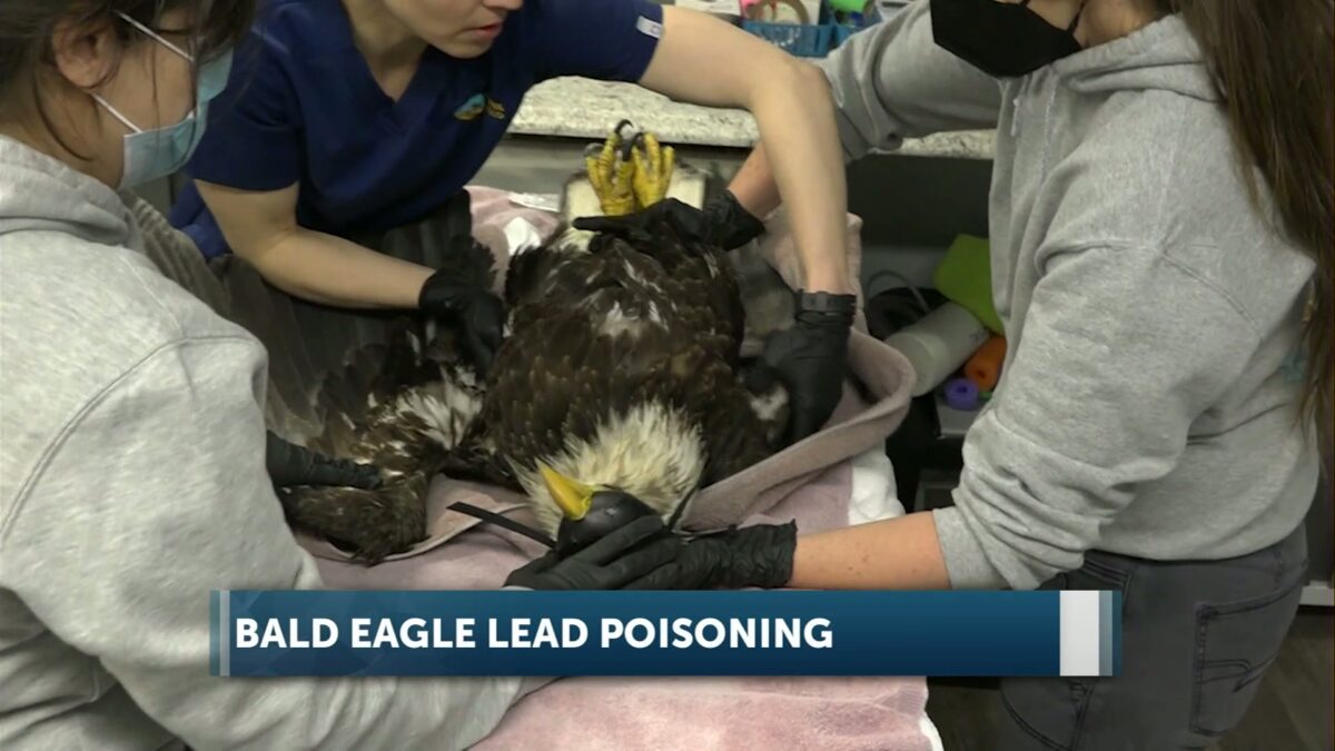 Bald Eagle fighting for her life after being poisoned by lead bullets; Think Wild calls for action from hunting community