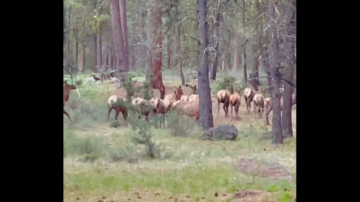 Watch: Elk herd on the move near Black Butte
