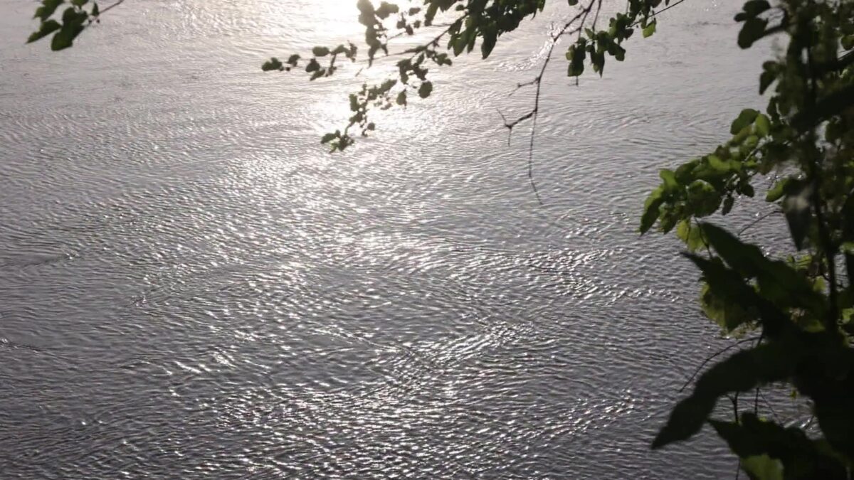 Endangered lake sturgeon show signs of successful comeback in Missouri