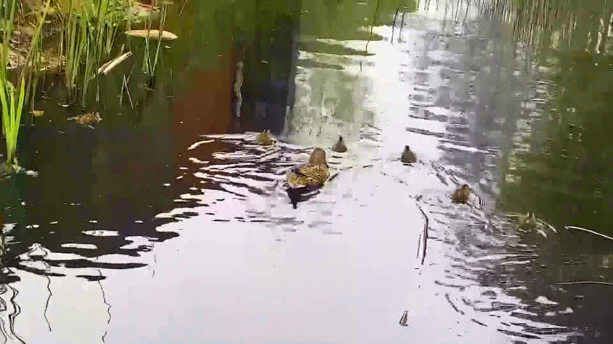 Santa Barbara Wildlife Care Network receiving Dozens of Injured Baby Animals