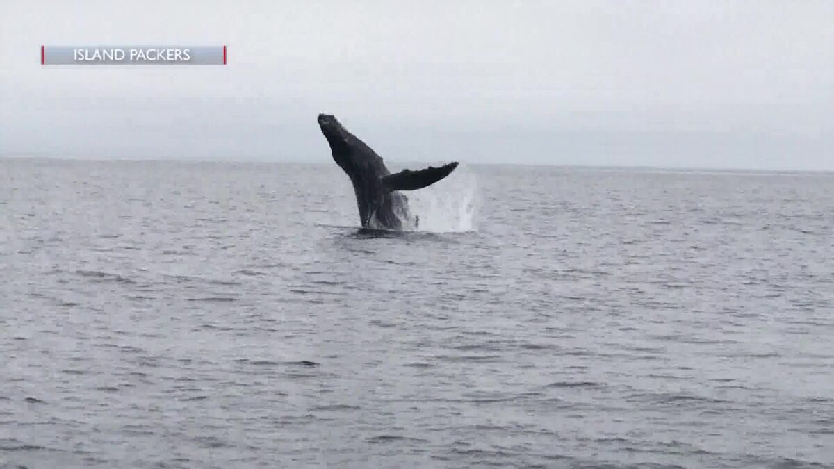 Island Packers passengers enjoy whale sightings
