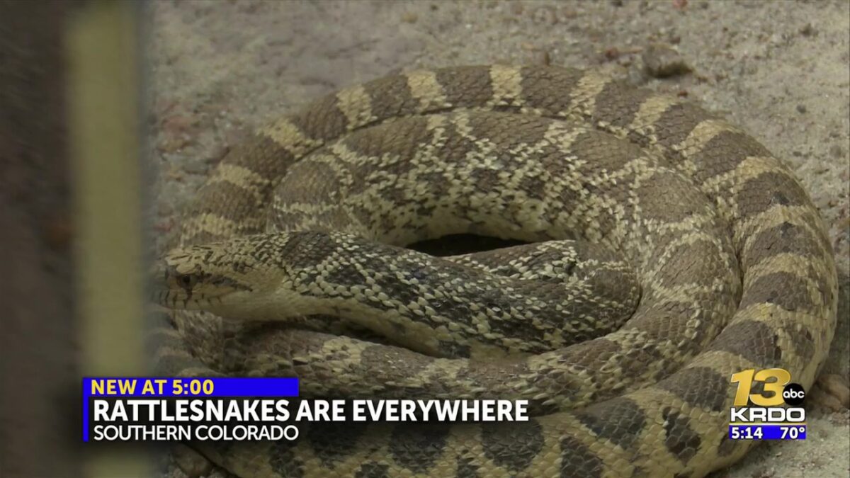 Colorado wildlife officials warn rattlesnake season is upon us