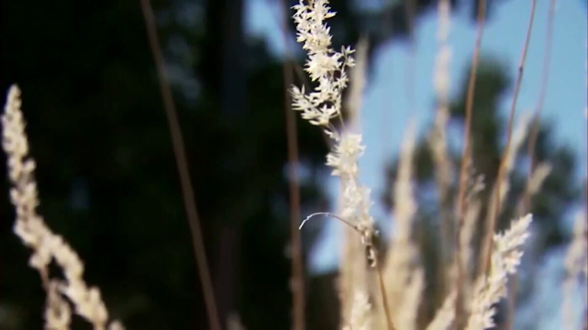Allergy season hitting High Desert sufferers especially hard this year
