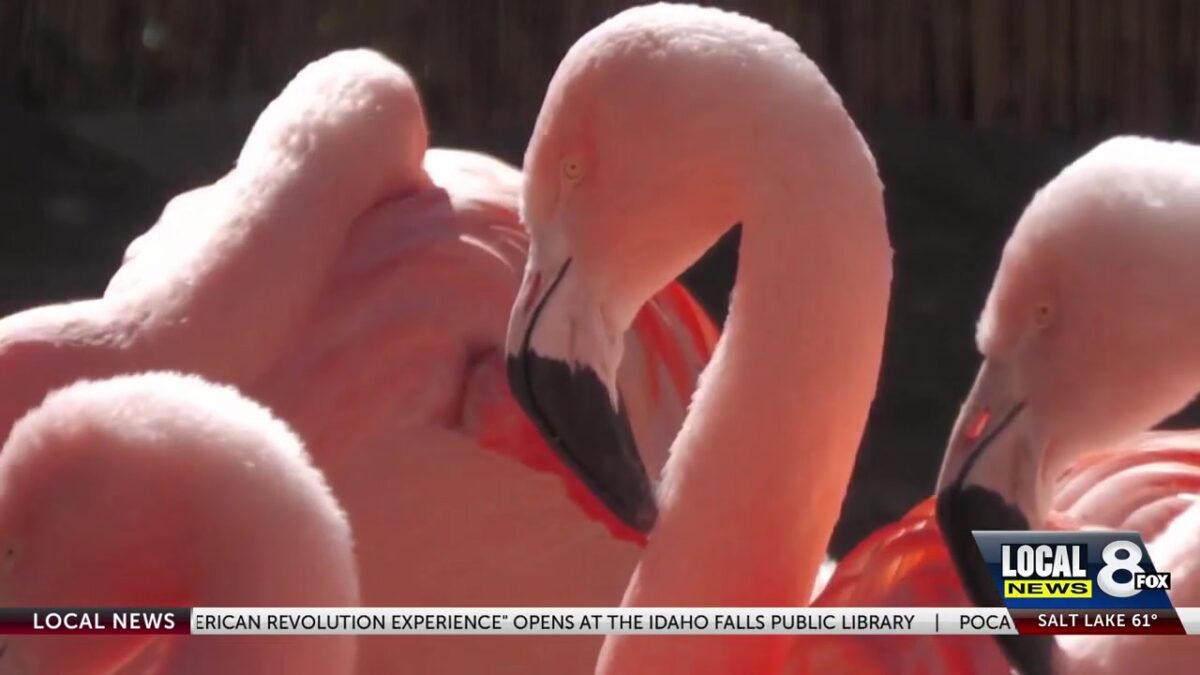 New Discount Card for Idaho Falls Residents
