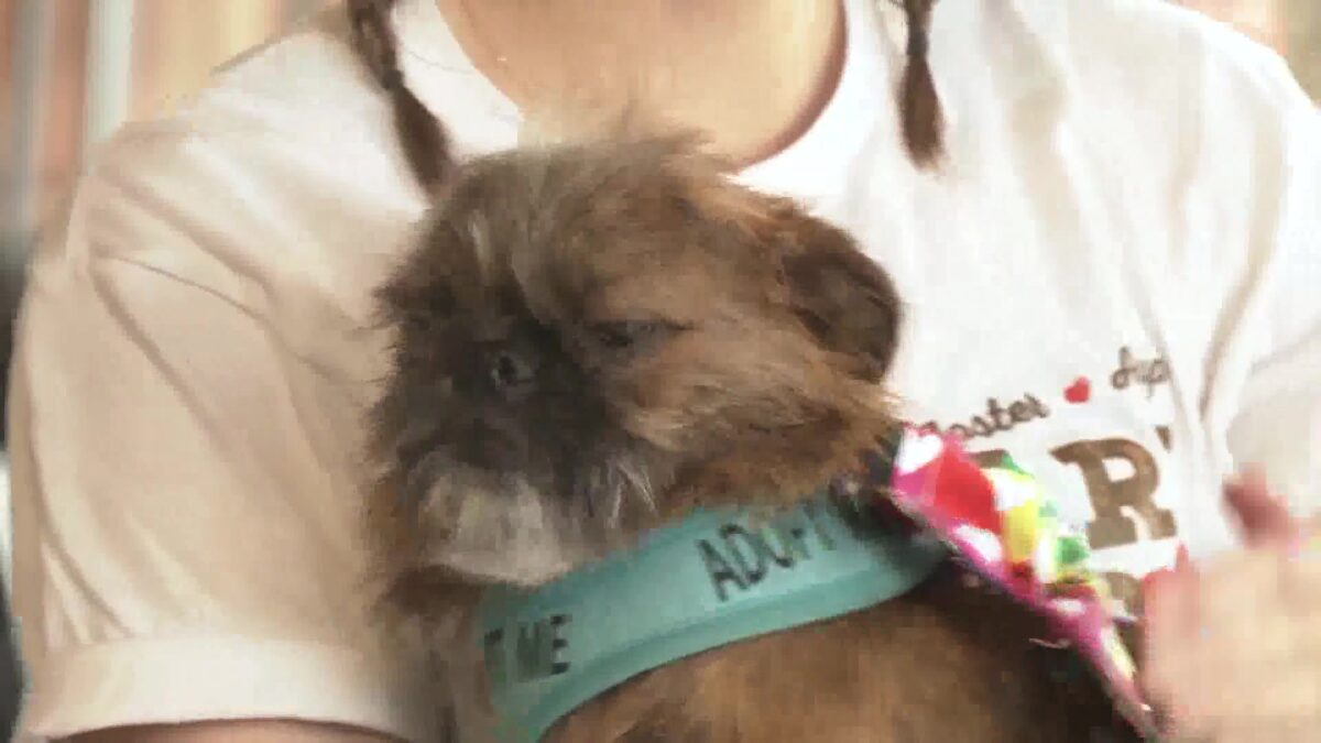 SPARK Rescue Santa Barbara hosts Paw-fect Brunch at The Wildcat and The Glitter Brunch