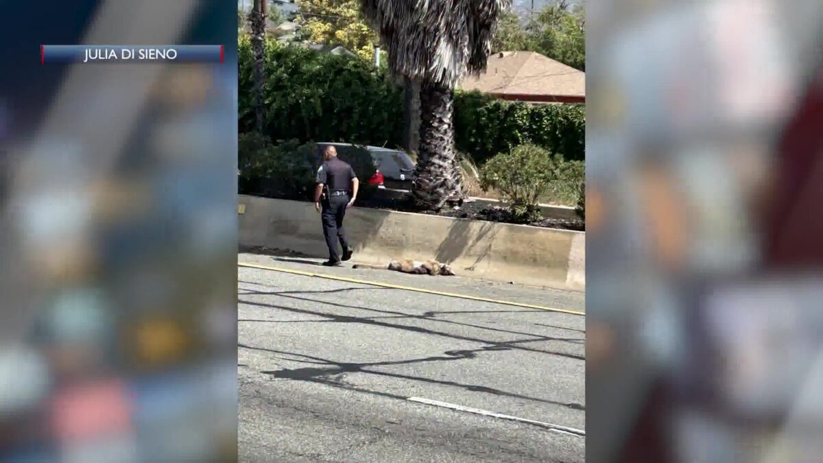 Mountain Lion Struck and Killed in Santa Barbara