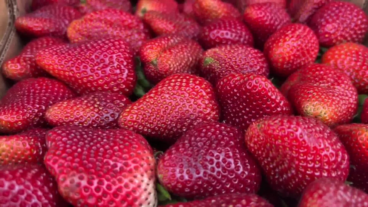California Strawberry Festival Helps Music Programs and More