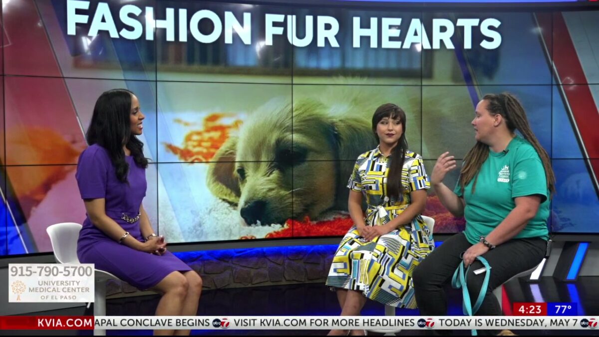 ABC-7 at 4: Fashion Fur Hearts adoption event