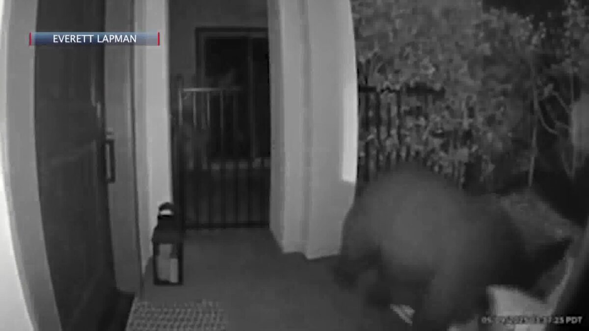 Another bear sighting early Friday morning at Ellwood Condos in Goleta