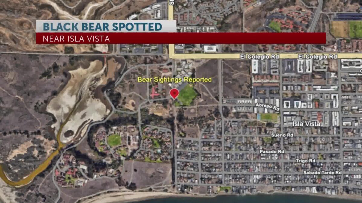 Bear spotted near IV Elementary School and Nearby Areas