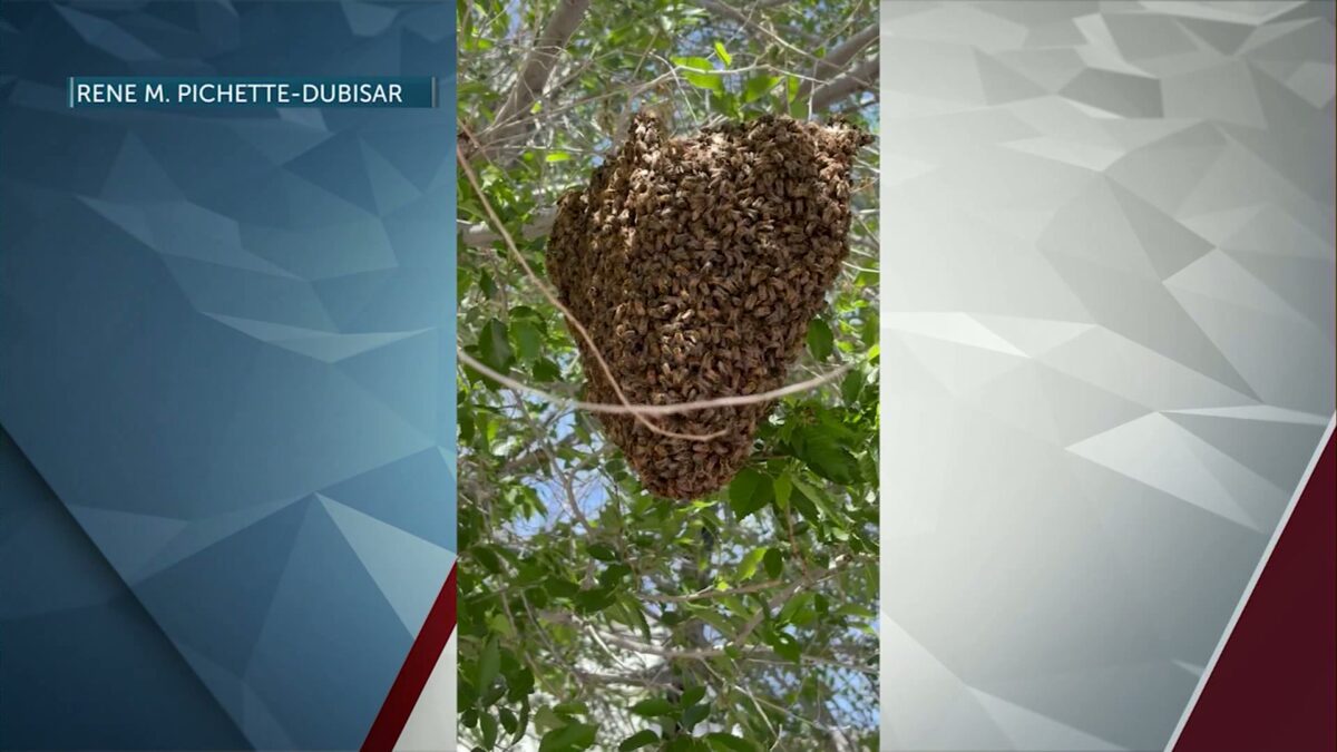 Bees take over tree near Redmond Starbucks