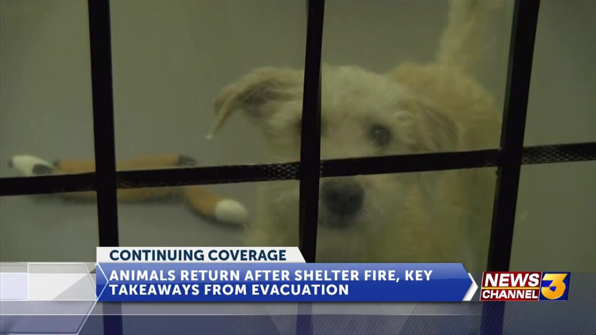 Animals return after shelter fire