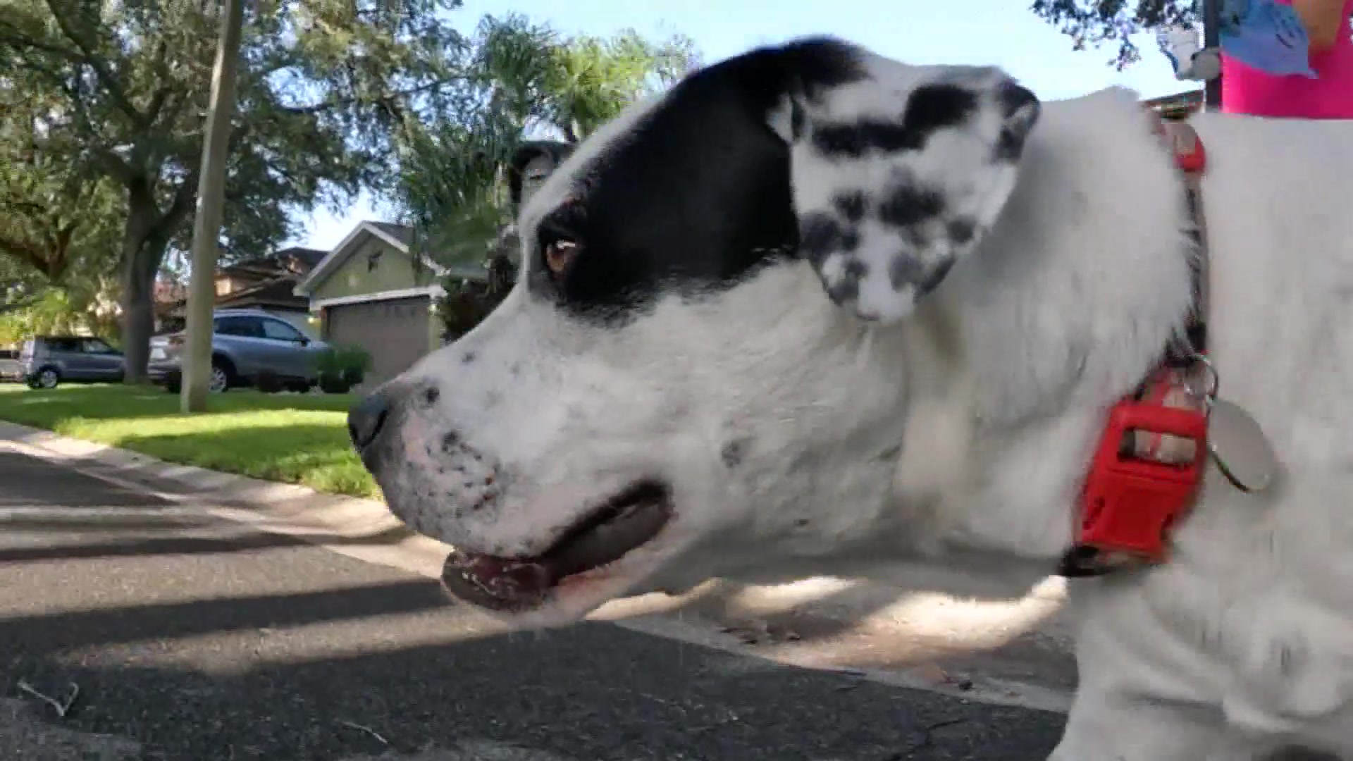 Animal expert reminds pet owners to be cautious as weather heats up