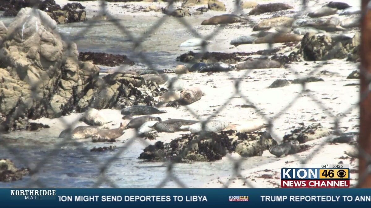 Study looks to construction noise as reason for Seal population decrease