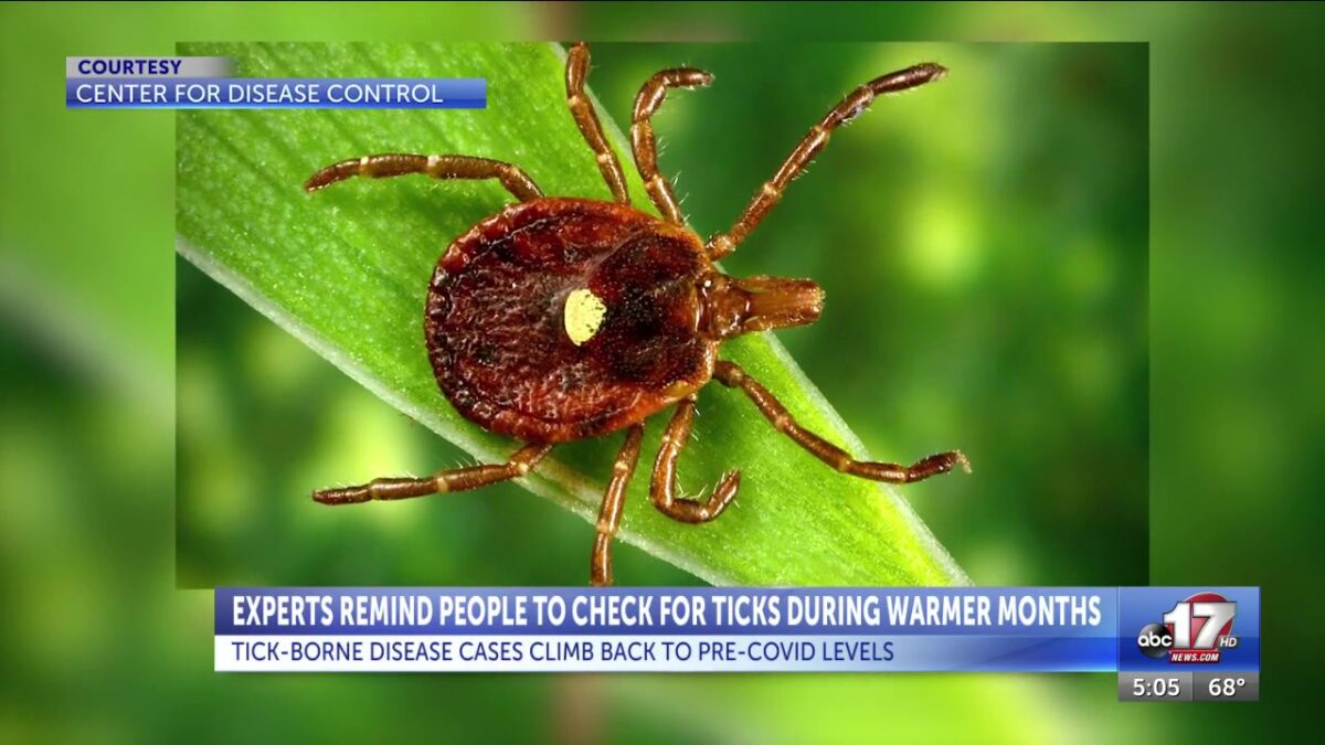 Doctors urge tick prevention as cases return to pre-pandemic levels