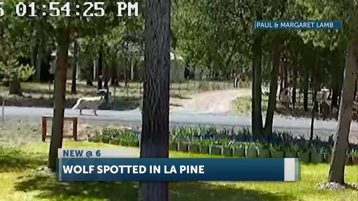La Pine neighborhood has an ‘interesting’ guest drop by – a wolf on the run. A security camera captured it