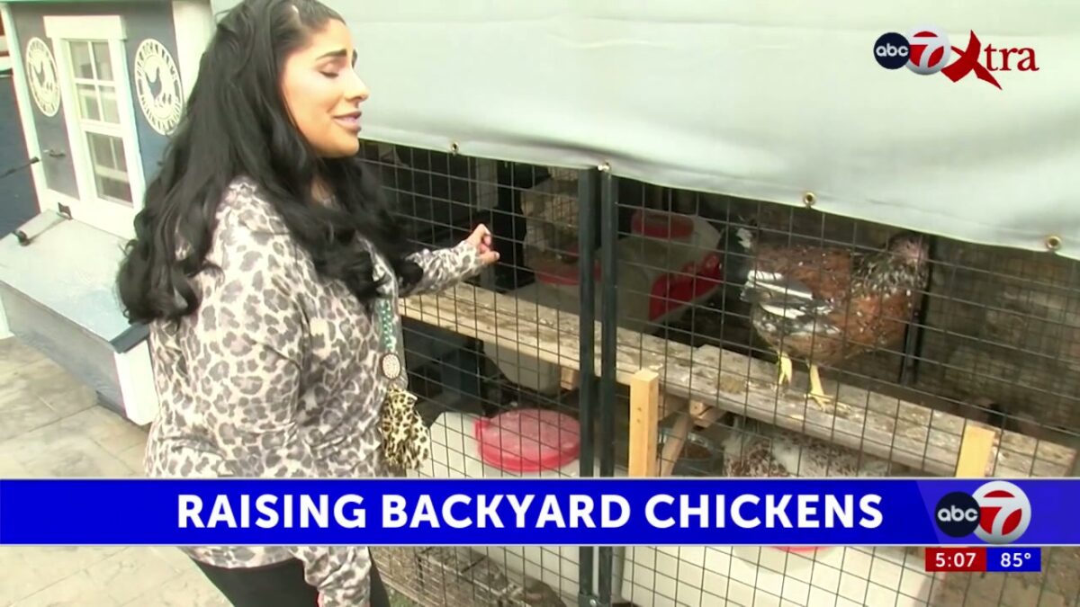 El Paso woman turns side hobby of raising chickens into a side hustle