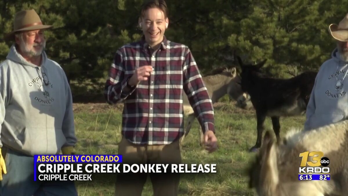 Meeting the herd ahead of the Memorial Day Cripple Creek Donkey Release