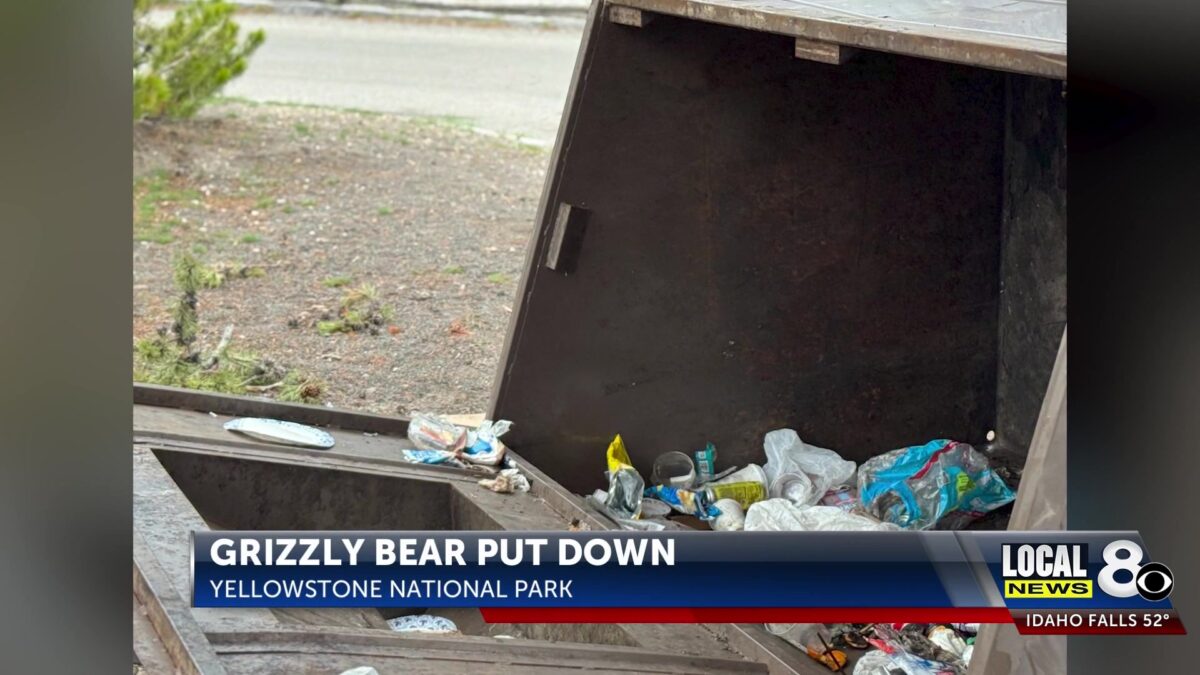 Yellowstone forced to euthanize 400-pound grizzly that repeatedly sought out human food