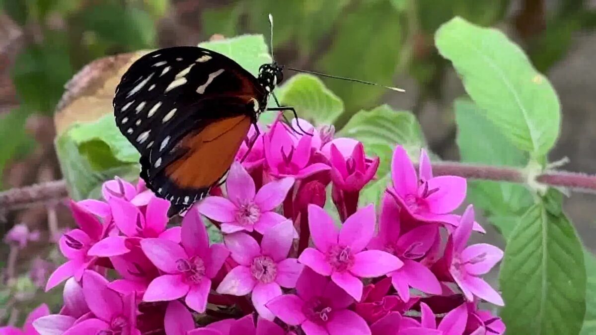 Crowds visit popular butterfly exhibit at Santa Barbara Museum of Natural History