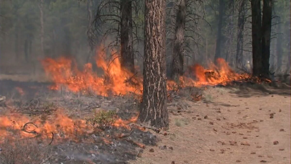 Problem Solvers: After historic 2024 wildfires