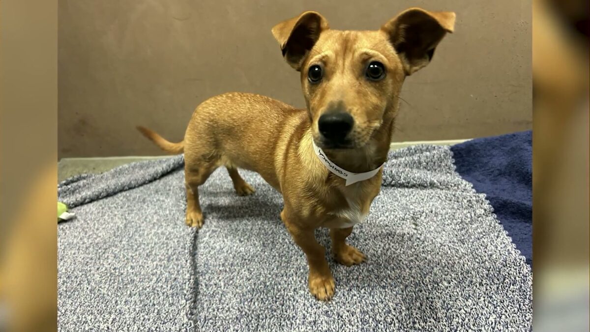 Problem Solvers: La Pine-area man charged with animal abuse as Humane Society cares for victim dog