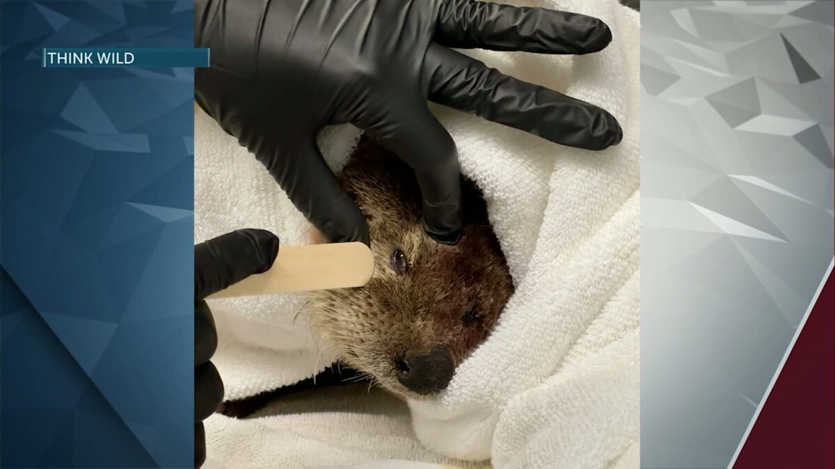 Badly injured river otter rescued by deputy along Highway 97 passes away