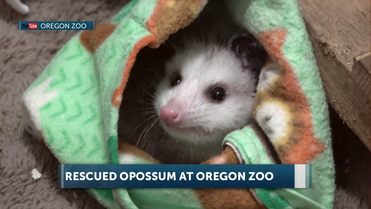 Awesome opossum! Orphaned baby finds new home at Oregon Zoo