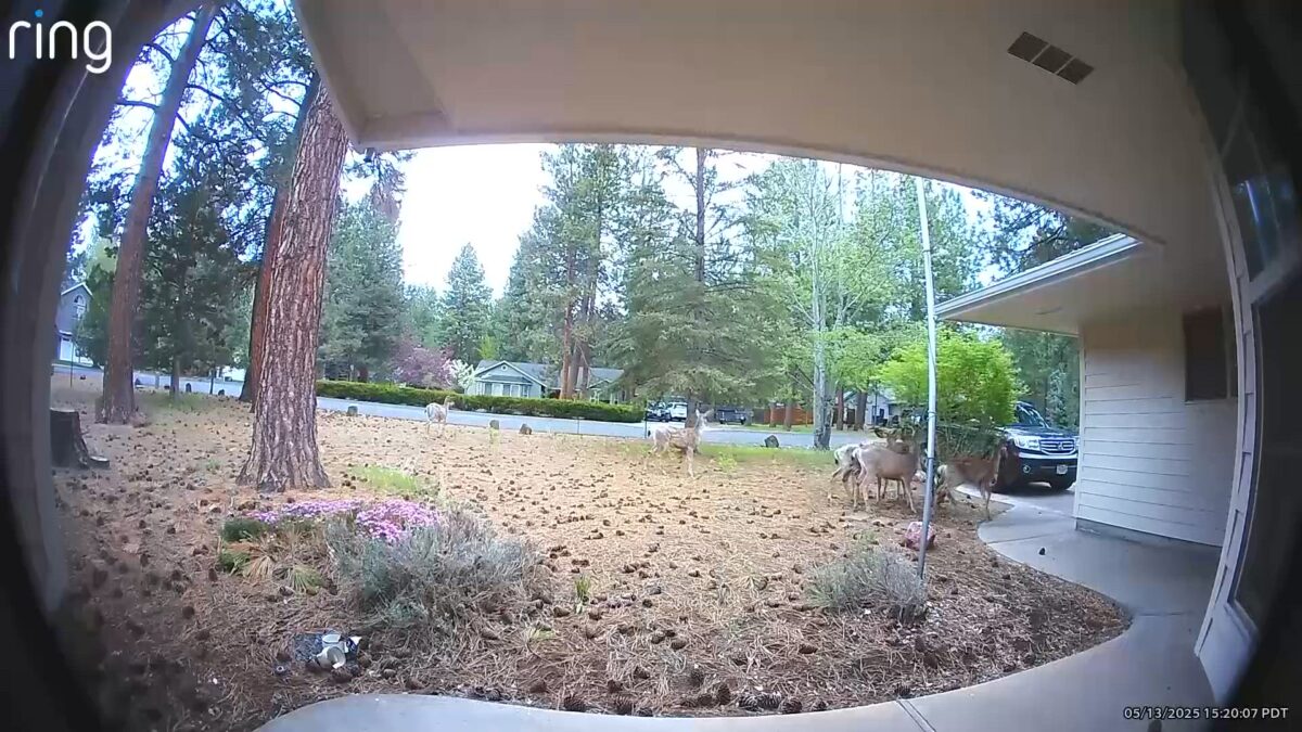Off-leash dogs chase six deer away from SW Bend front yard