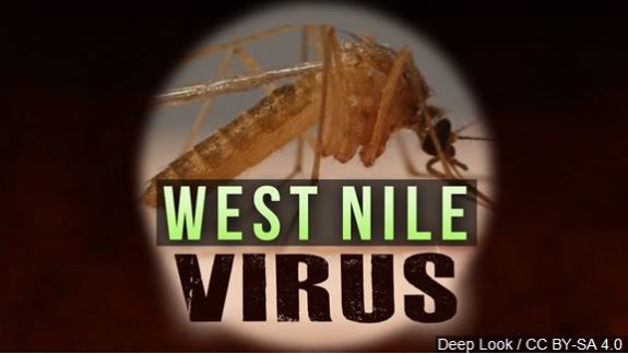 Mosquito sample in North Shore tests positive for West Nile case; First valley case in 2025
