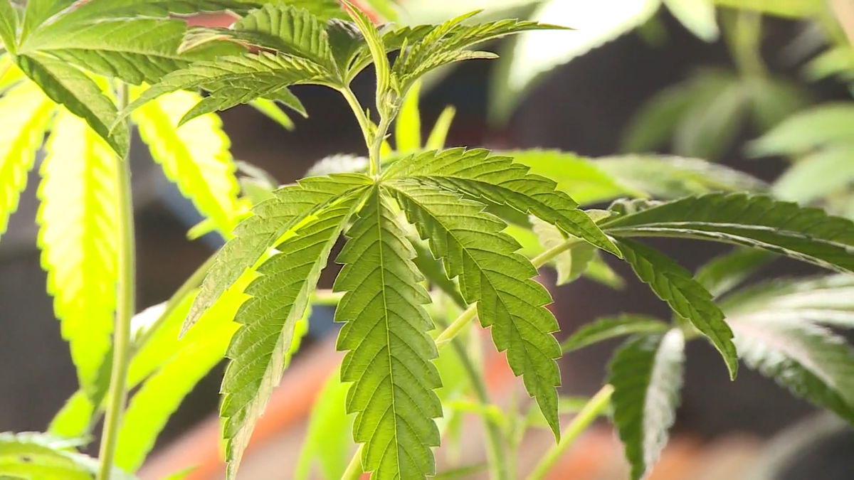 ‘Green Rush’ Fades: Santa Barbara Cannabis Revenues Go Up in Smoke