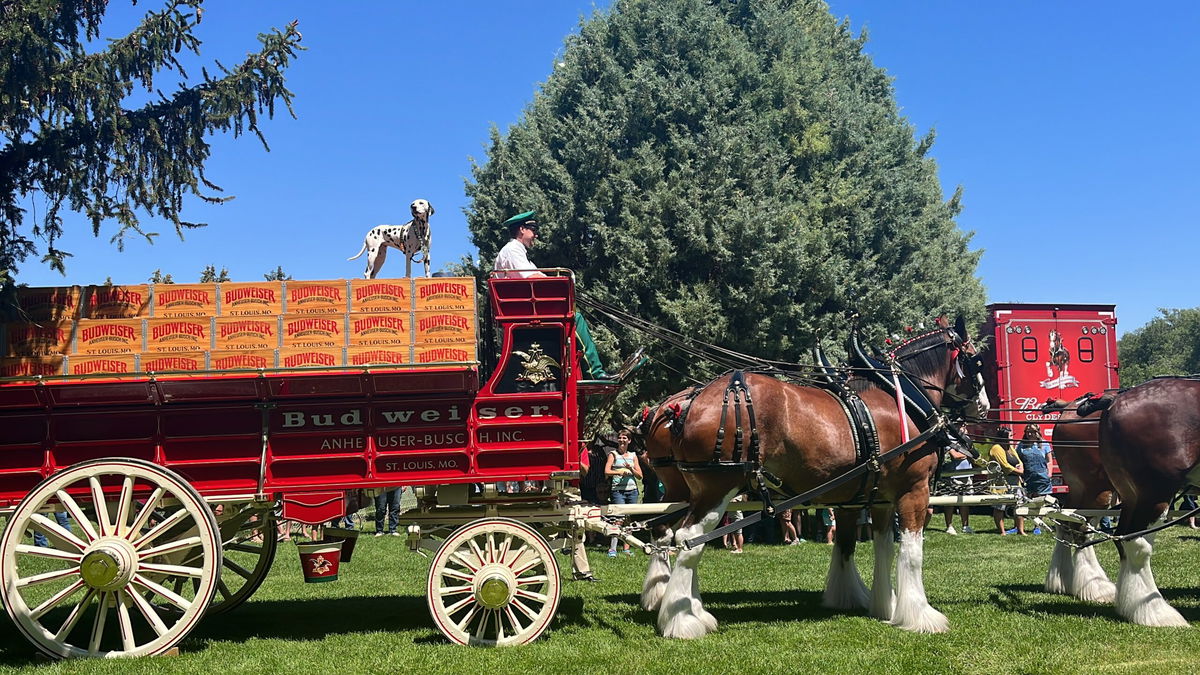 Budweiser Clydesdales gallop back into Eastern Idaho this July