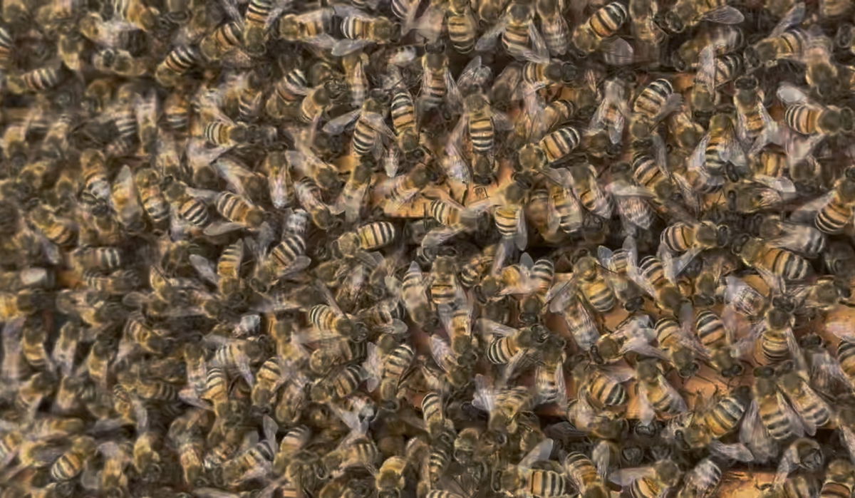 Buzzing with Purpose: Santa Barbara Hives Protects Pollinators & Educates Locals