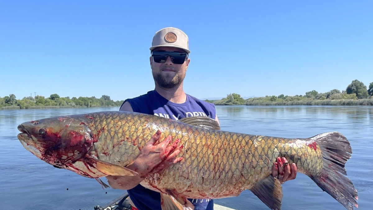 Idaho archer breaks state record with 67-pound grass carp