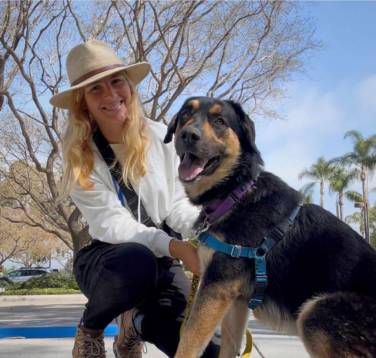 Free Microchips and Crate Loans Available from County Animal Services to Protect Your Pet This Fourth of July