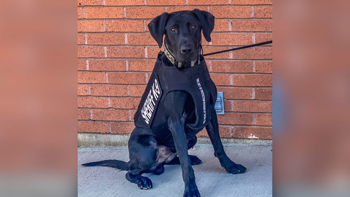 Power County K9 Zeus outfitted with bulletproof vest thanks to non-profit