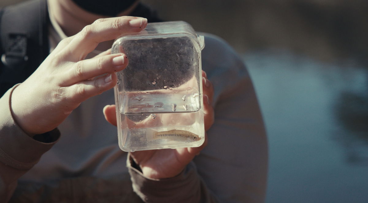 CSUCI Teams Return Tidewater Gobis to the Wild