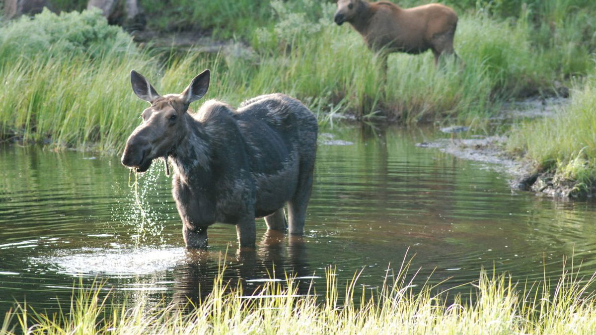 CPW sends warning after cow moose attacks continue across Colorado
