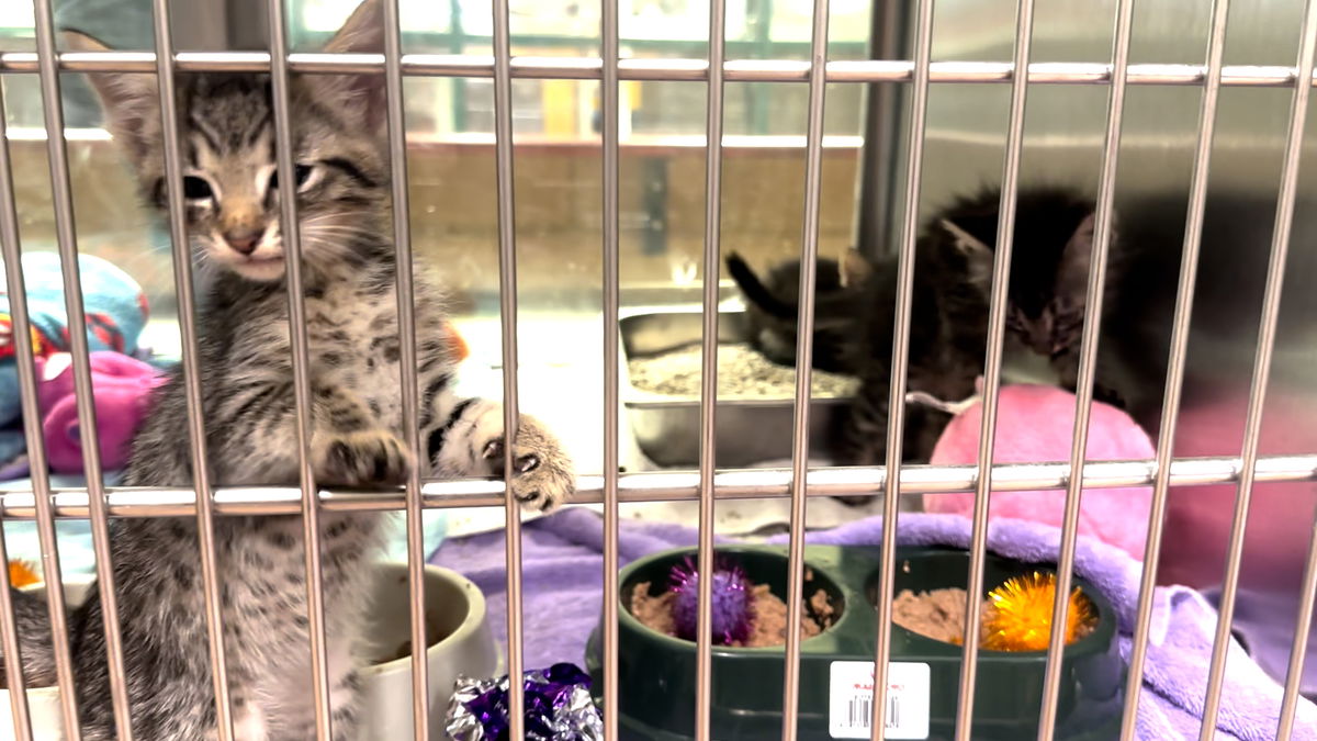 RivCo Animal Services hosts second-annual Adopt-a-Pet Day