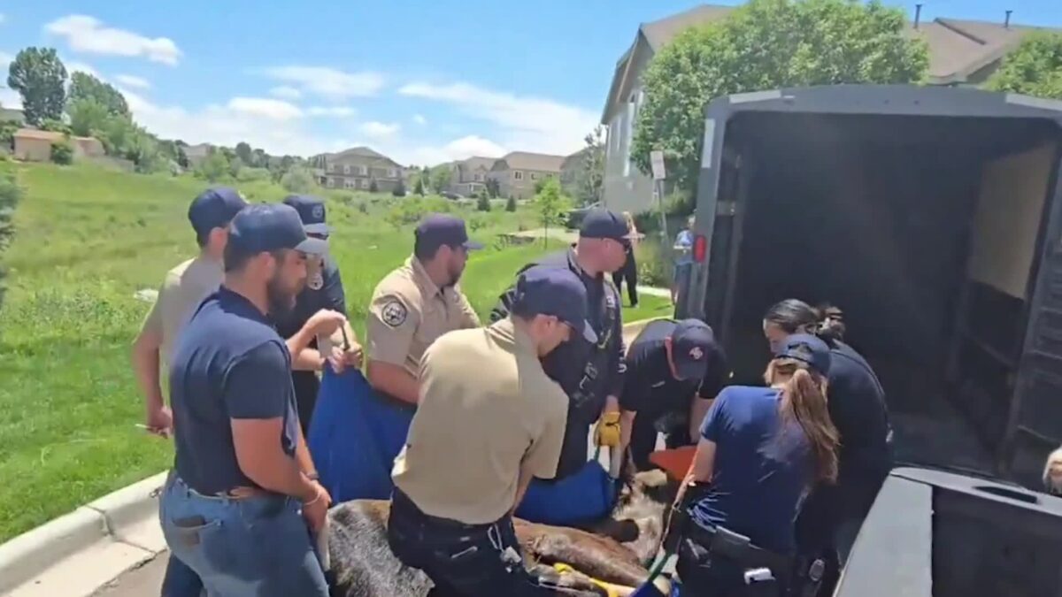 Colorado Parks and Wildlife safely relocates 650 pound moose in suburban Colorado Springs area