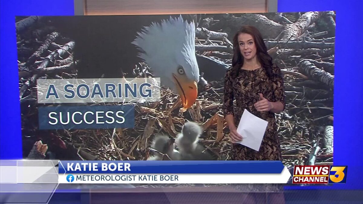 Soaring Success: Bald eagle nest livestream helping conservation efforts