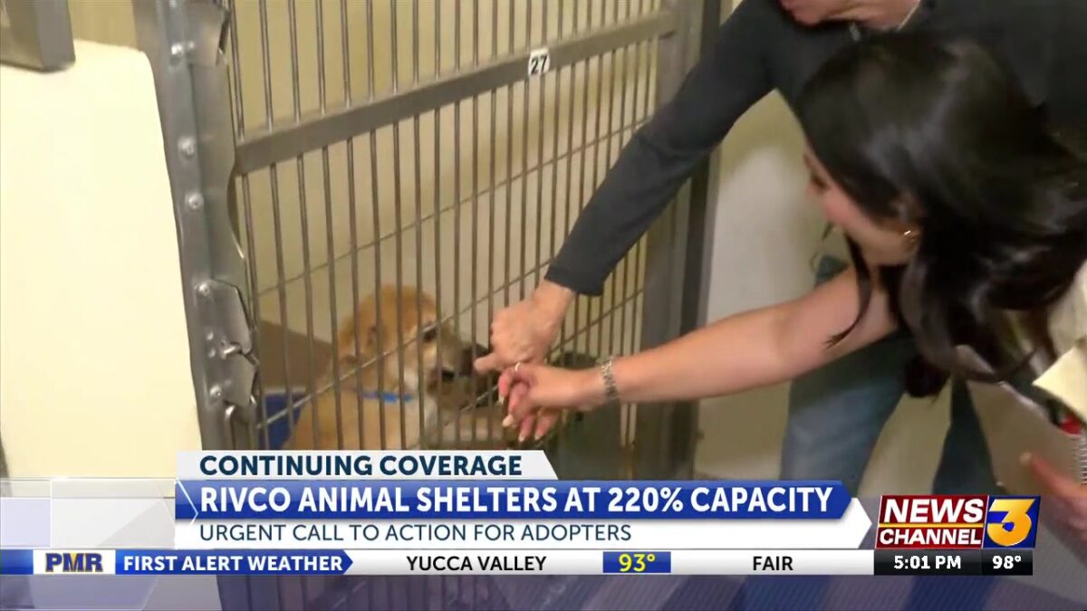 Riverside County animal shelters at 220% capacity